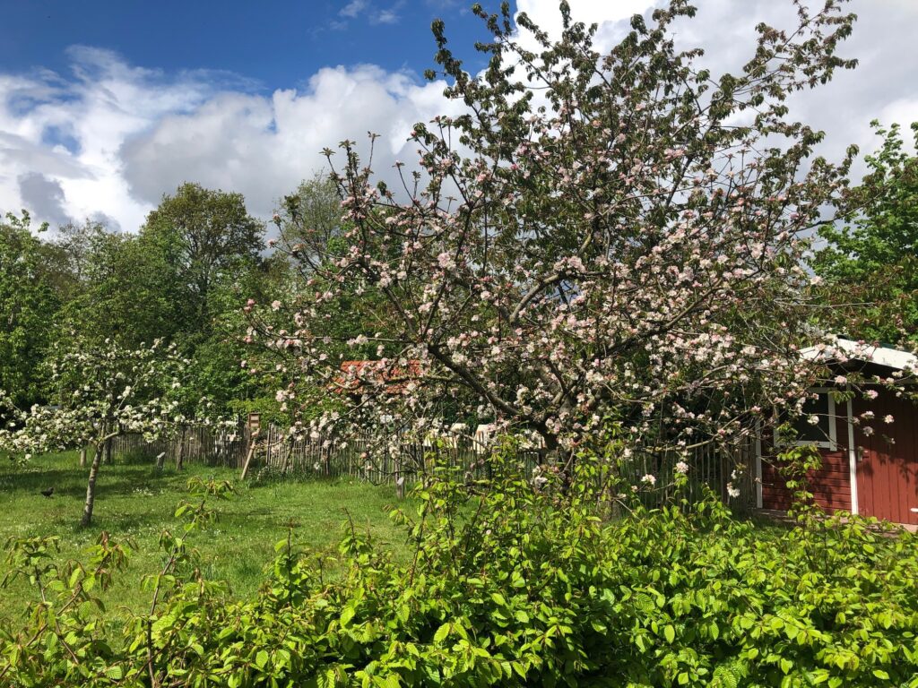 Blütenmeer im Schulgarten